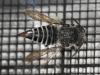 Coelioxys echinata